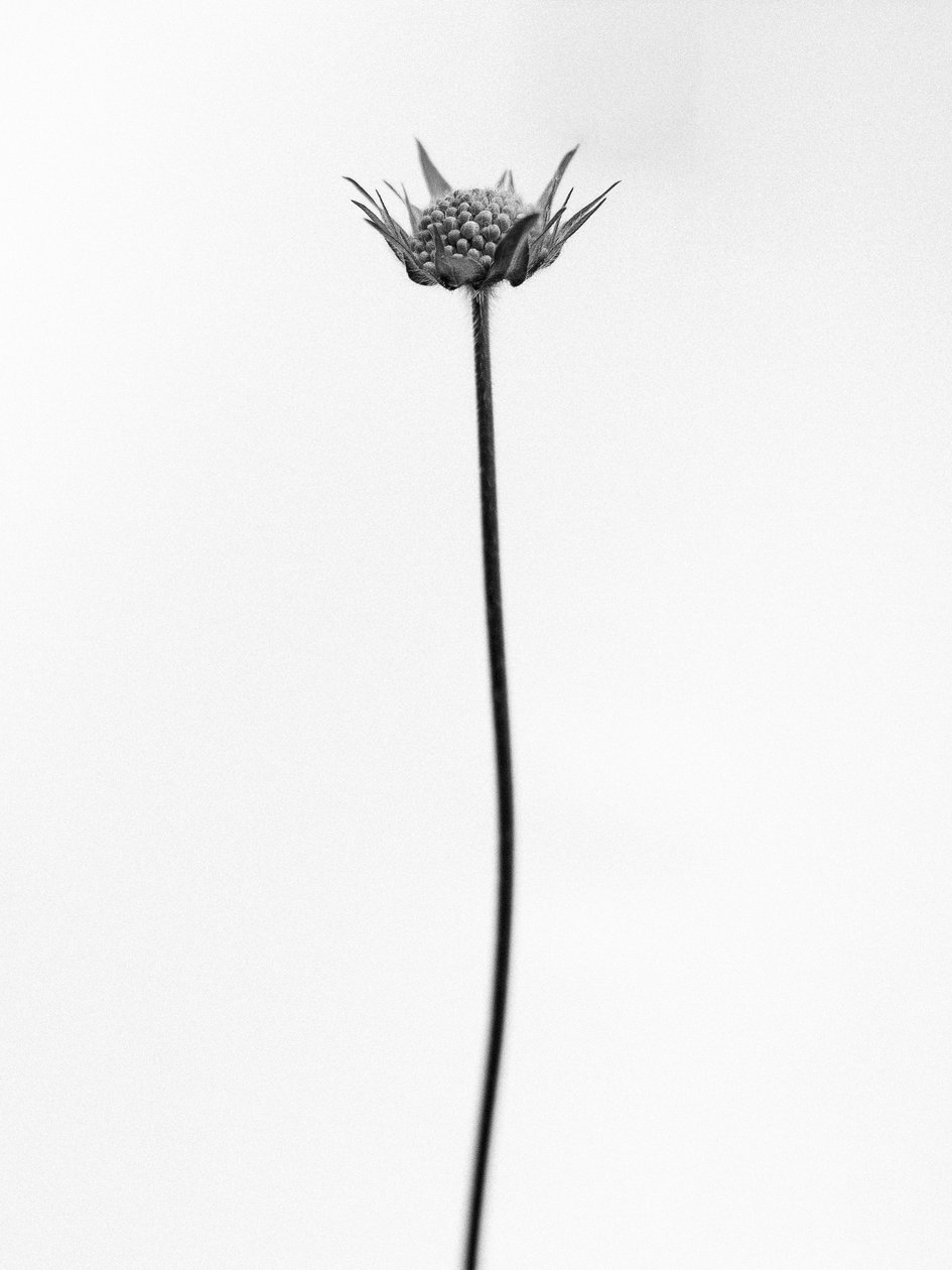 Mitten in den Blumen 33, 2021 von Teis Albers
