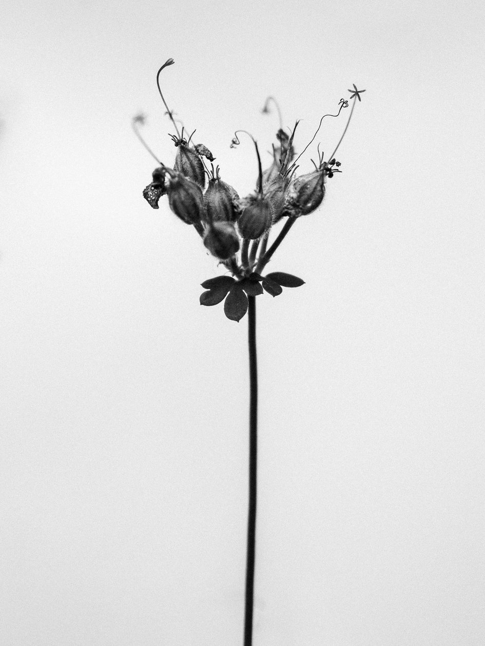 Mitten in den Blumen 42, 2021 von Teis Albers