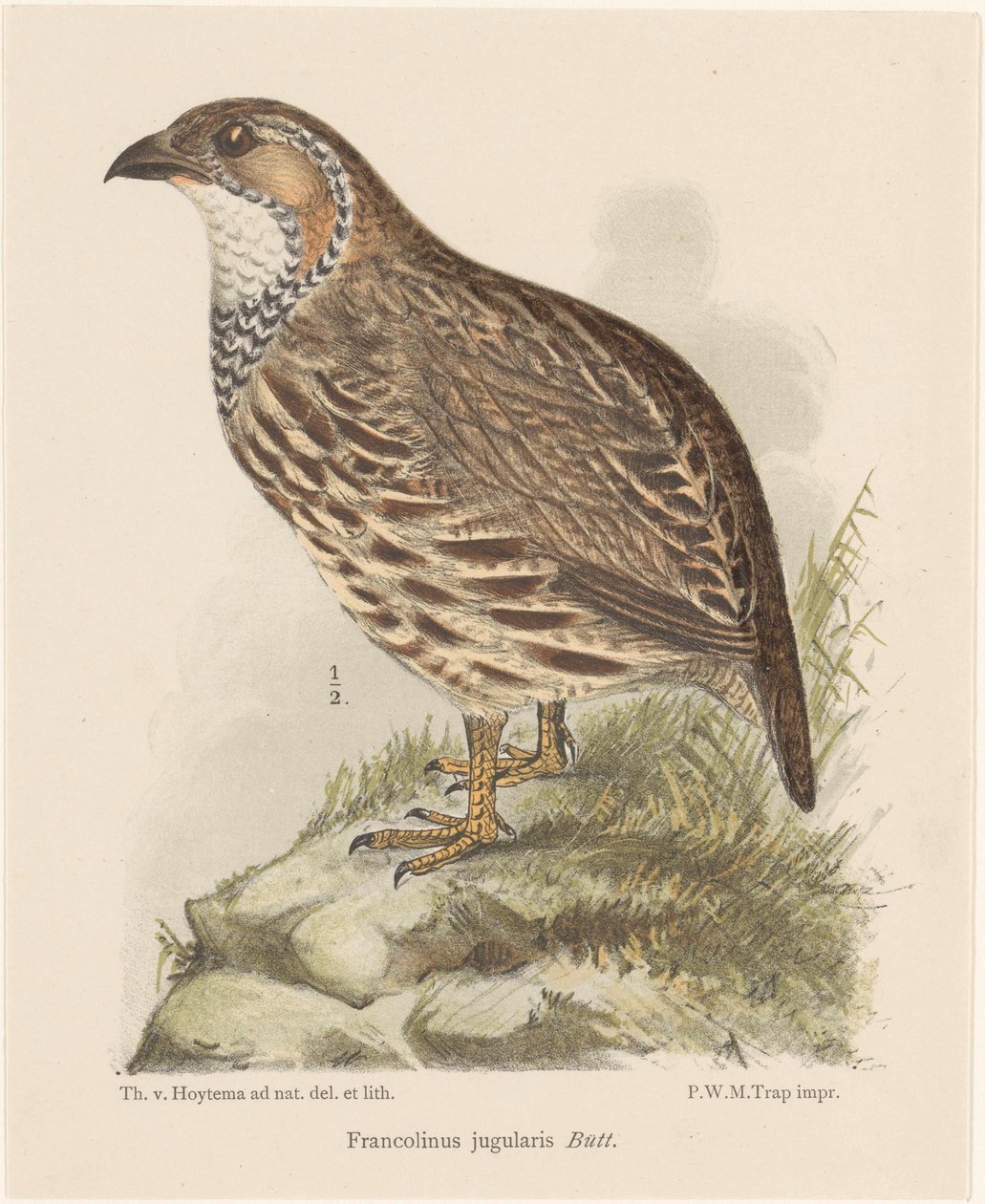 Rebhuhn (francolinus jugularis) von Theo van Hoytema
