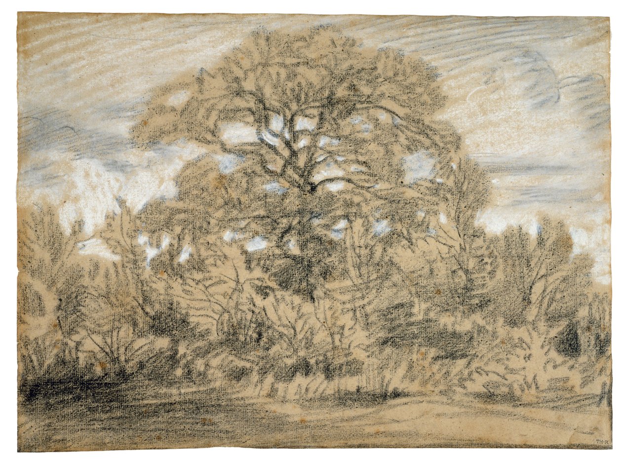 Studie einer Eiche, ca. 1862 von Pierre Etienne Theodore Rousseau