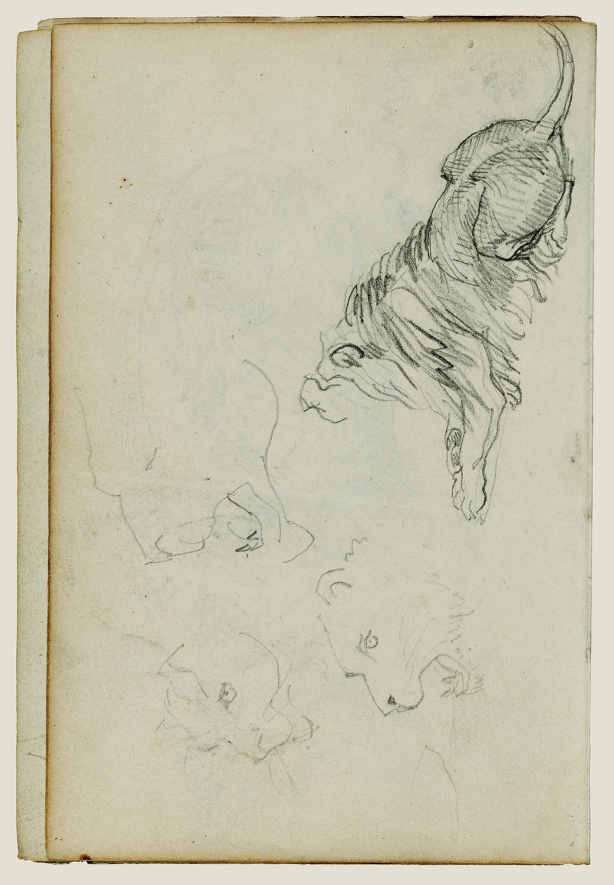Vier Löwenstudien von Theodore Gericault