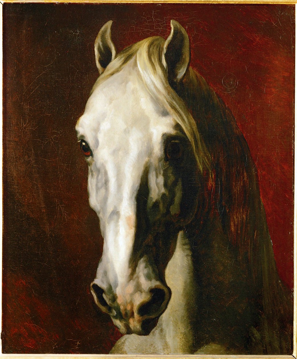 Kopf eines weißen Pferdes von Theodore Gericault