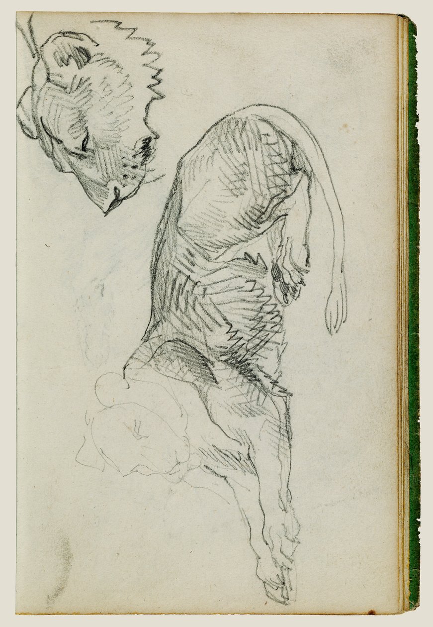 Sitzender Löwe, Kopf einer Löwin von Theodore Gericault