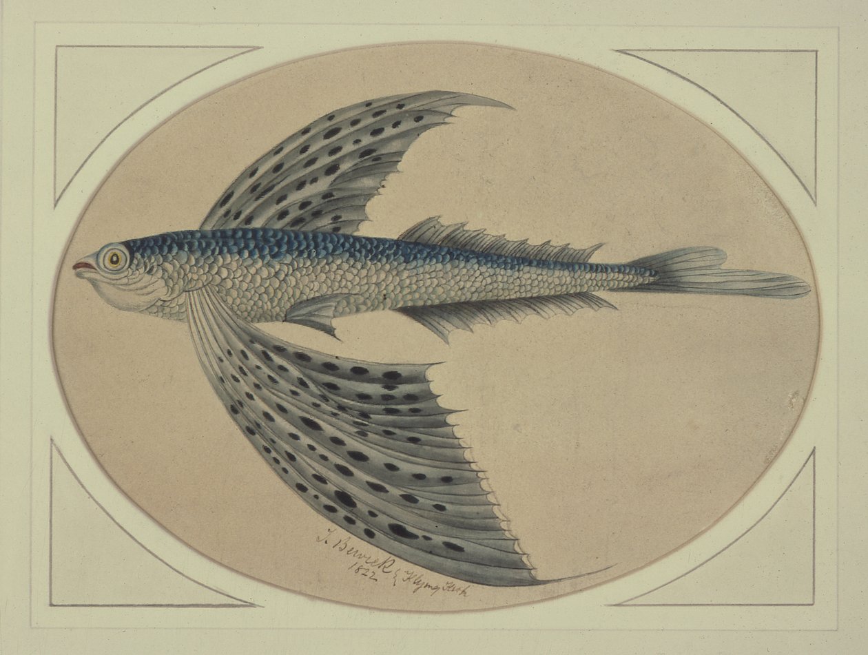 Ein fliegender Fisch von Thomas Bewick