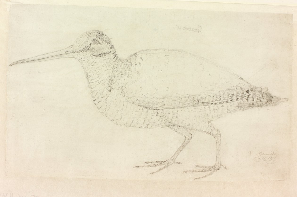 Die Waldschnepfe (Bleistift auf Papier) von Thomas Bewick