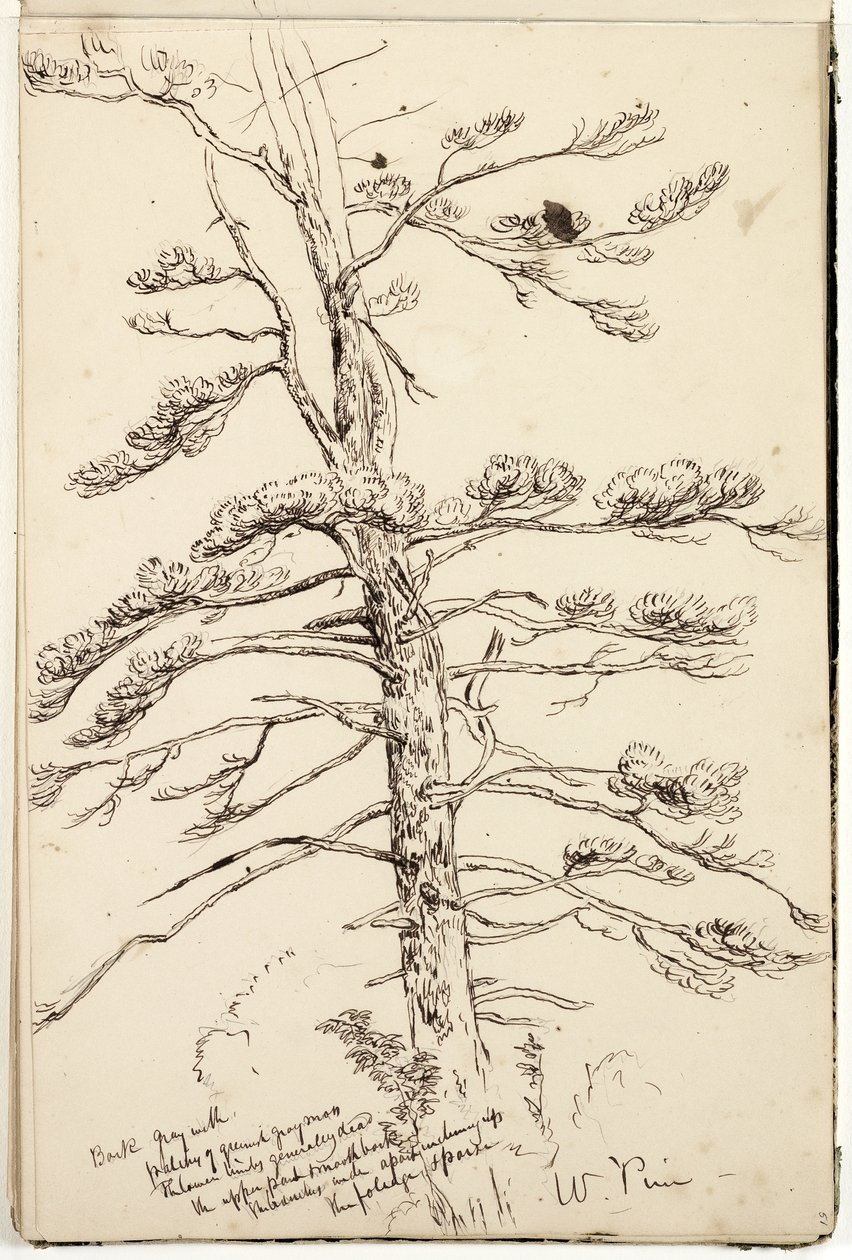 Weiße Kiefer, ca. 1832 von Thomas Cole