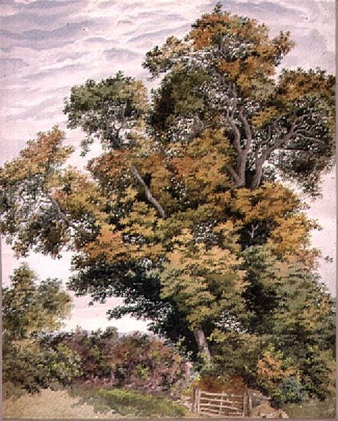 Studie einer Eiche, 19. Jahrhundert von Thomas Collier