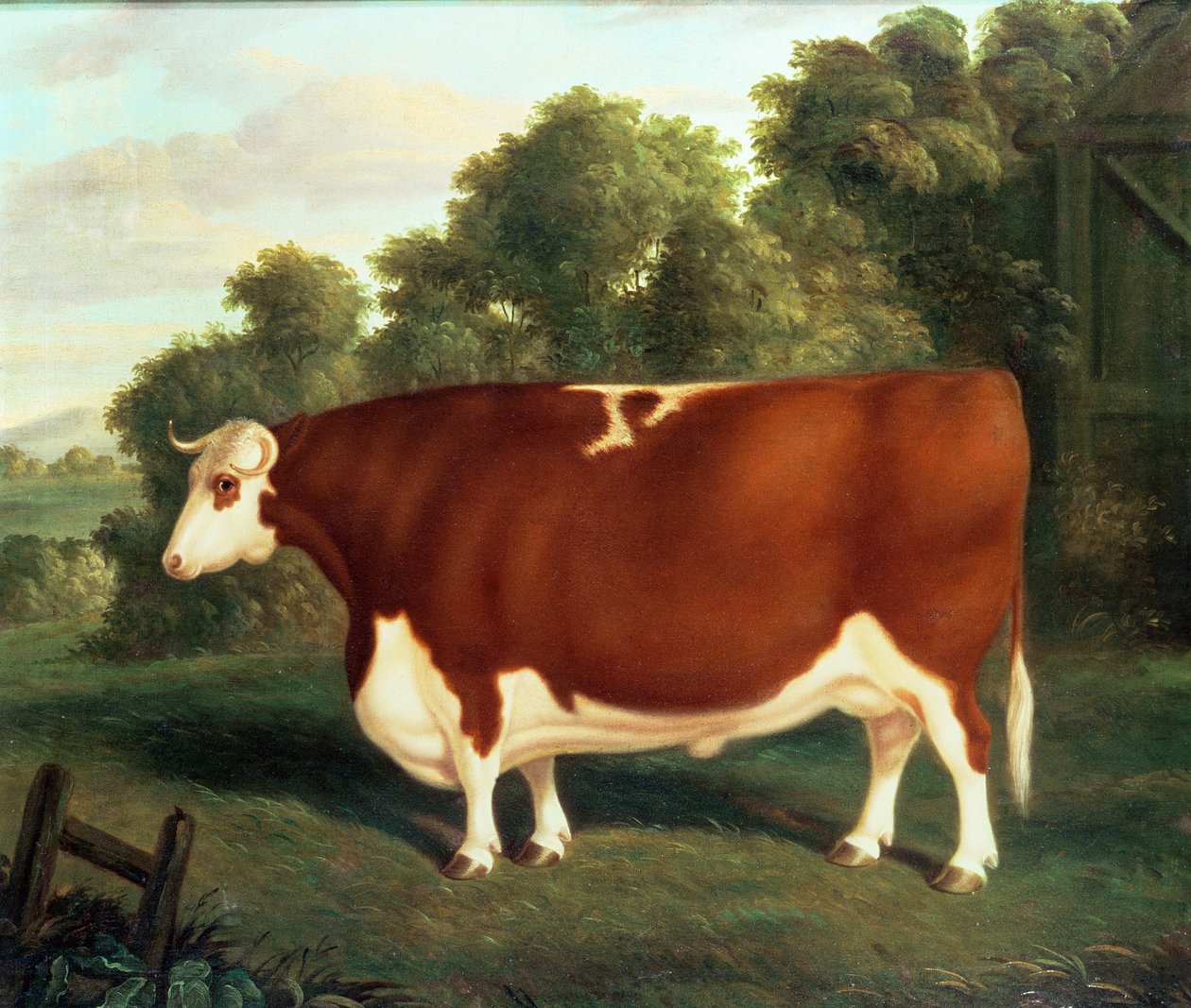 Ochse, ca. 1850 von Thomas Roebuck