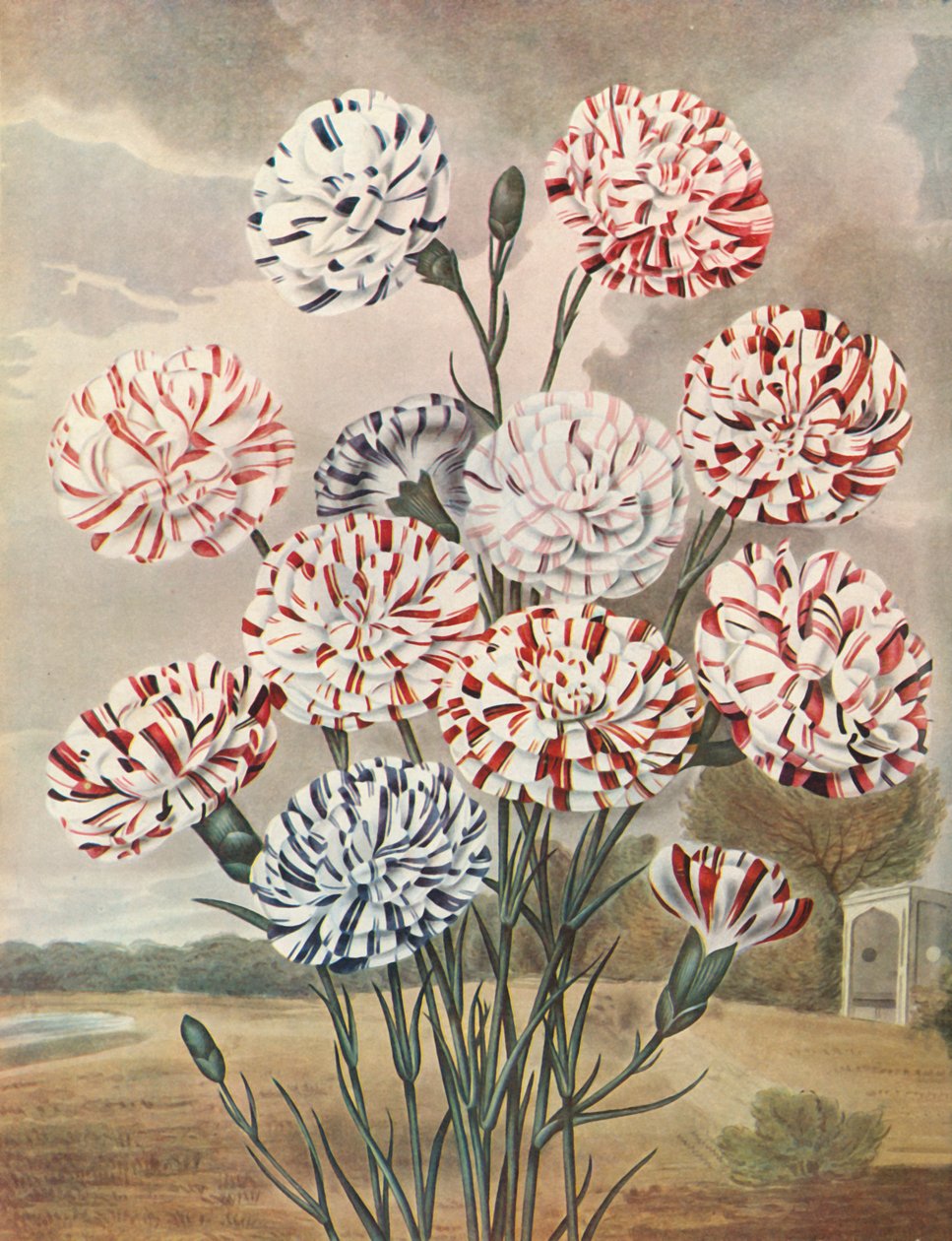 Picotees, ca. 1802-1821 von Thomas Baxter