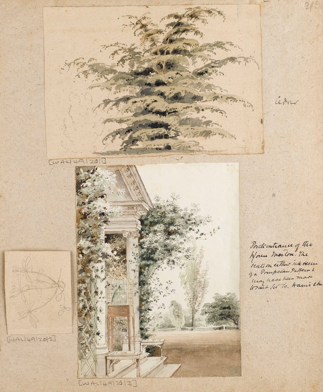 Studie einer Zeder von Thomas Baxter