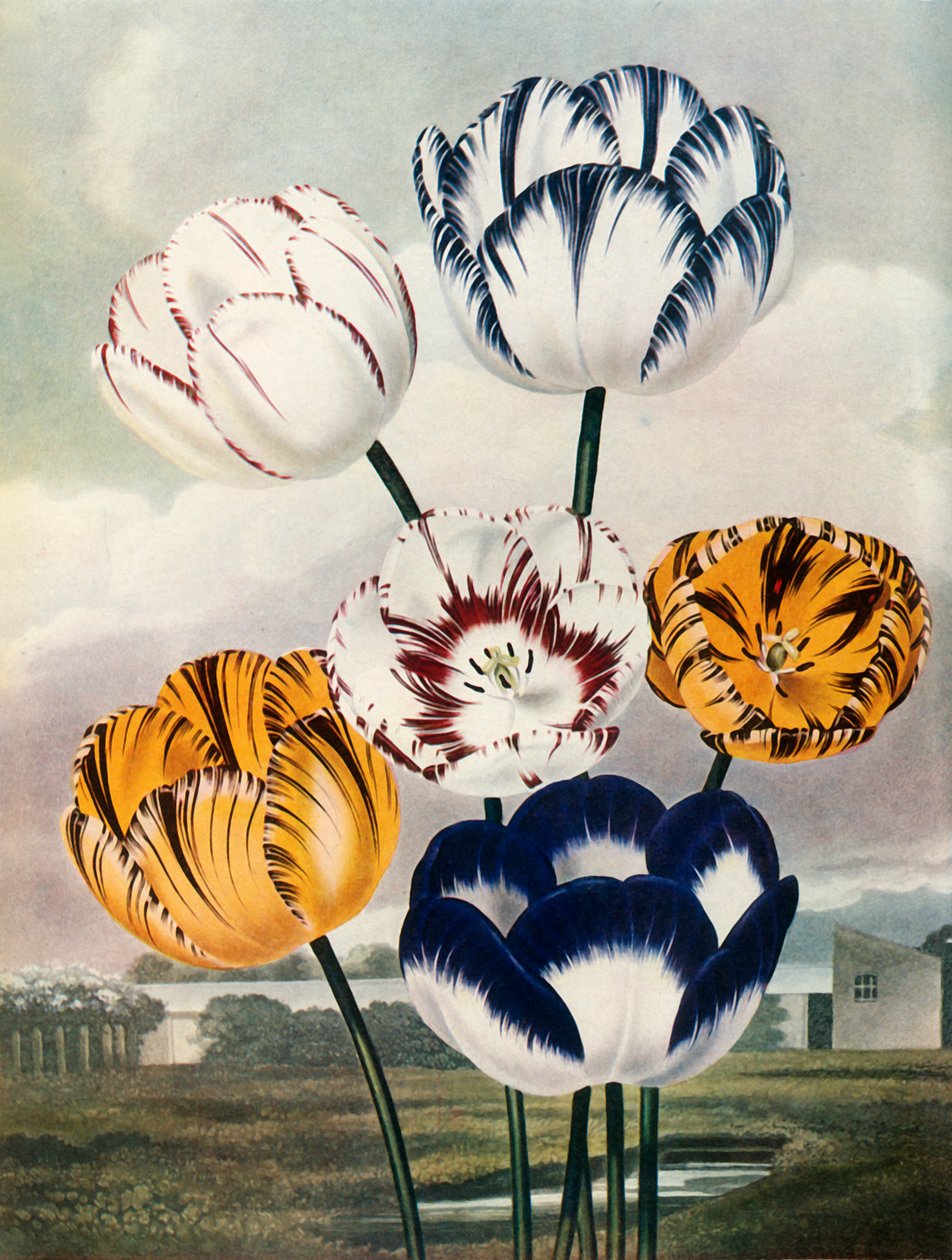 Tulpen von Thomas Baxter