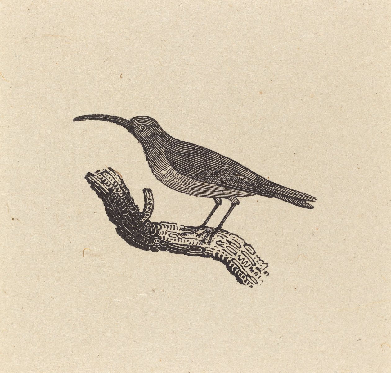 Ein Vogel von Thomas Bewick