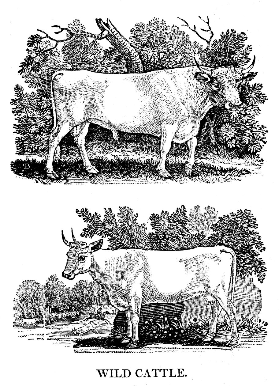 Britisches Wild- oder Parkvieh, 1790 von Thomas Bewick