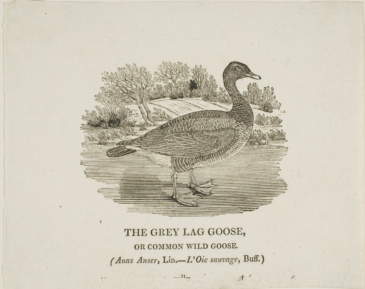 Graugans von Thomas Bewick