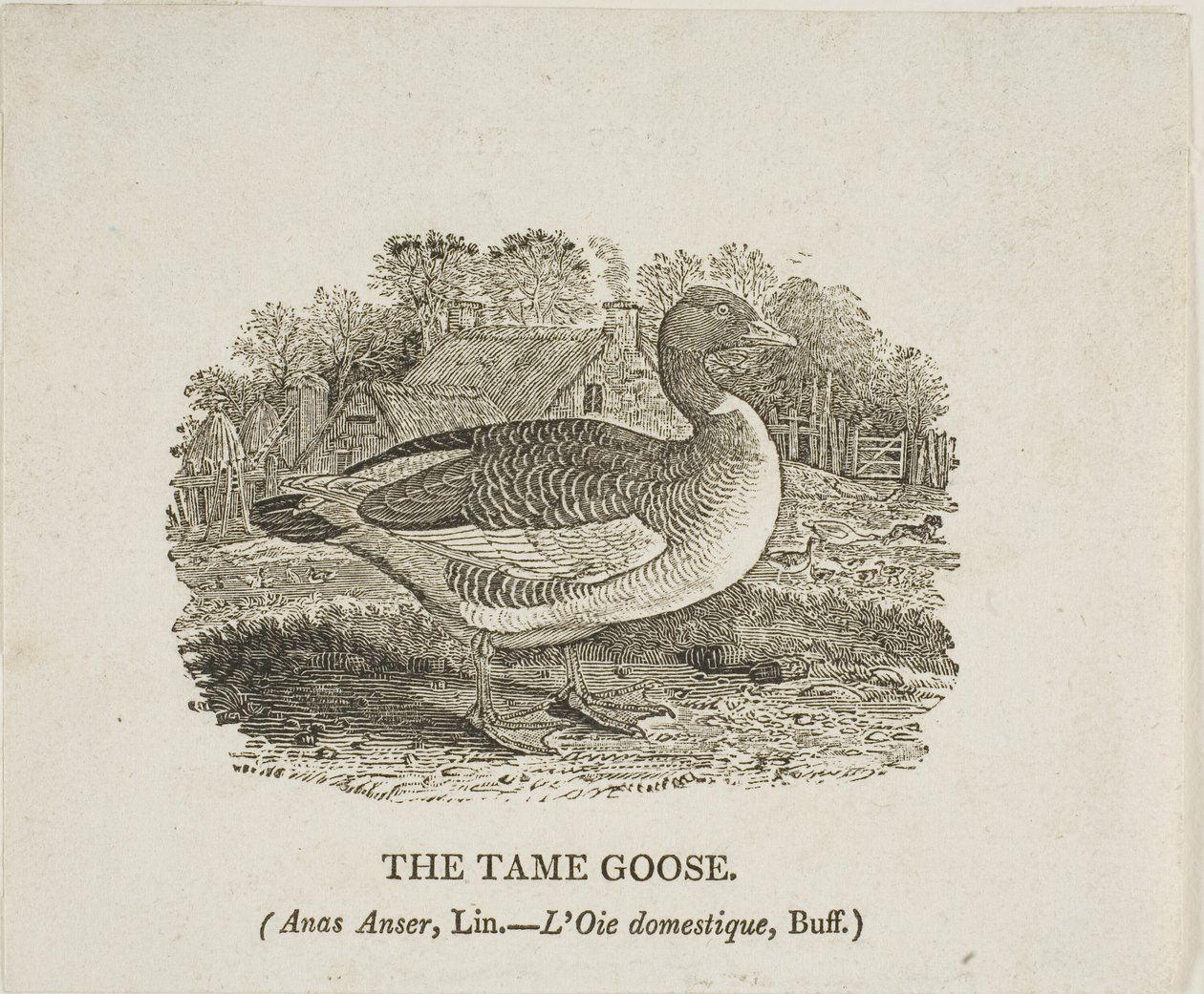 Zahme Gans von Thomas Bewick