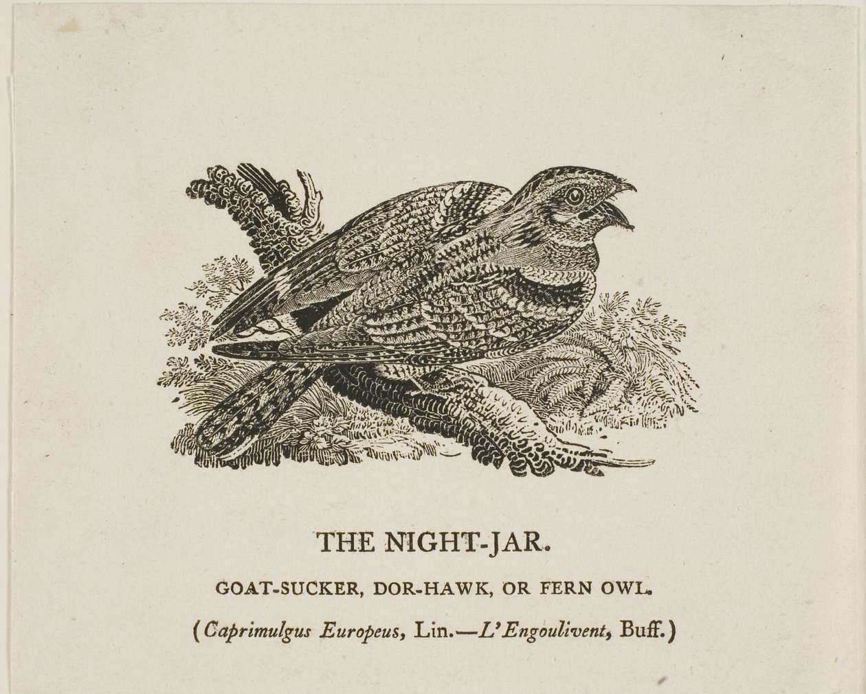 Die Nachtschwalbe von Thomas Bewick