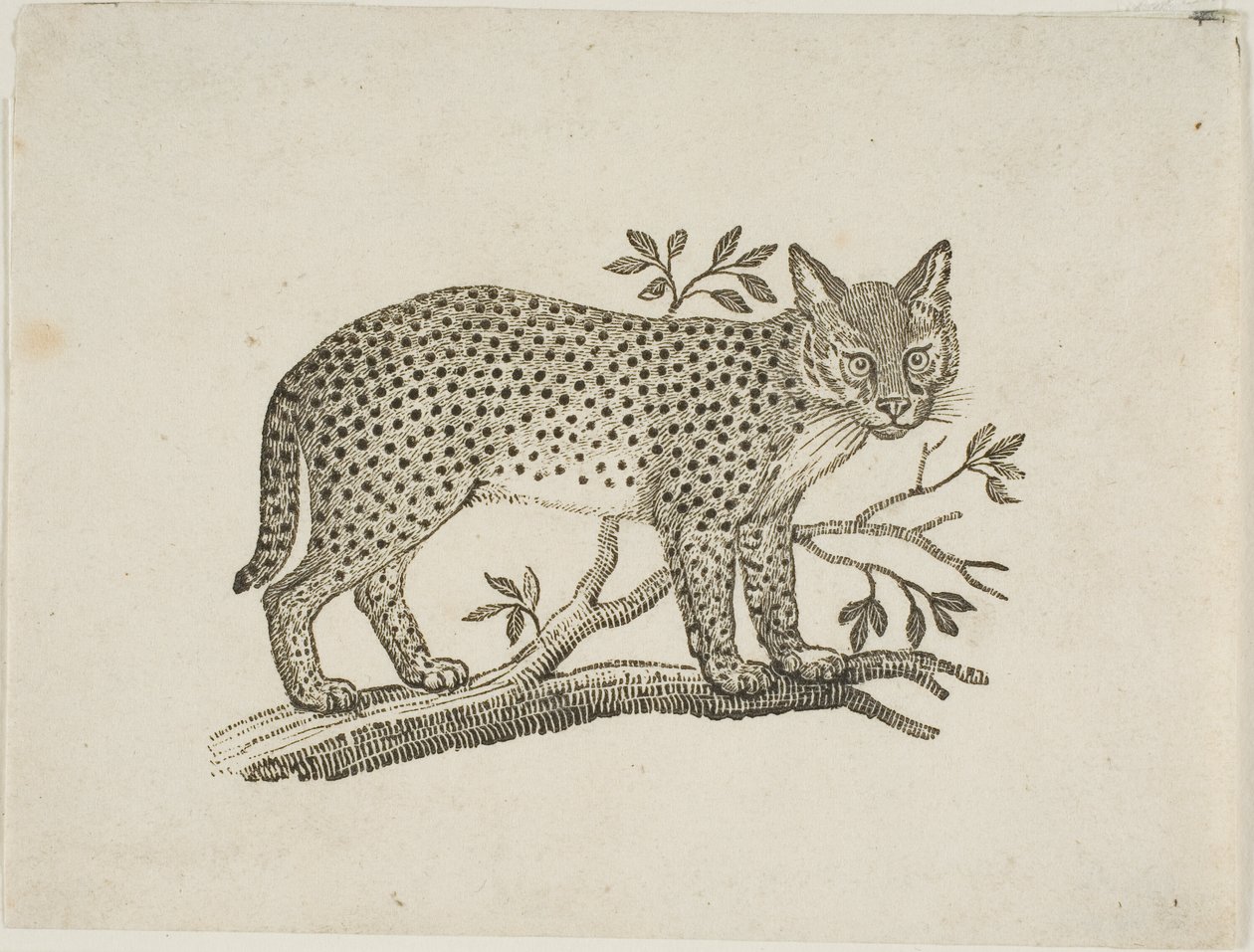 Der Serval von Thomas Bewick