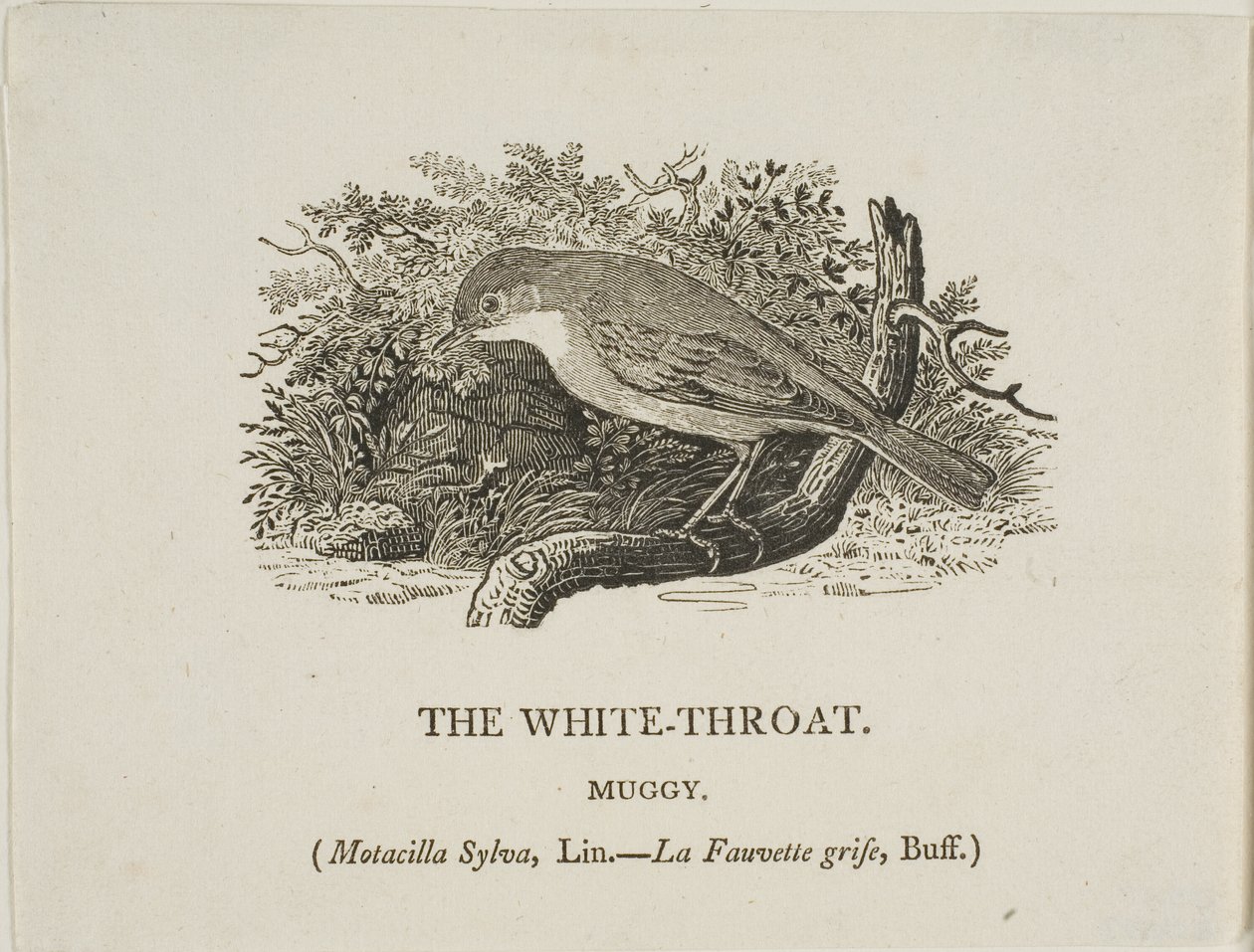 Weißkehlchen (Vogel) von Thomas Bewick