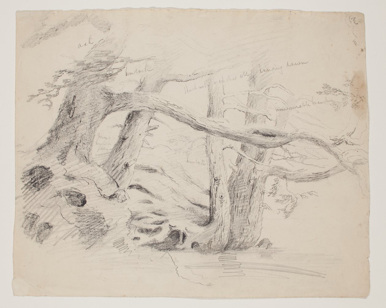 Eichen- und Hemlockbäume von Thomas Cole