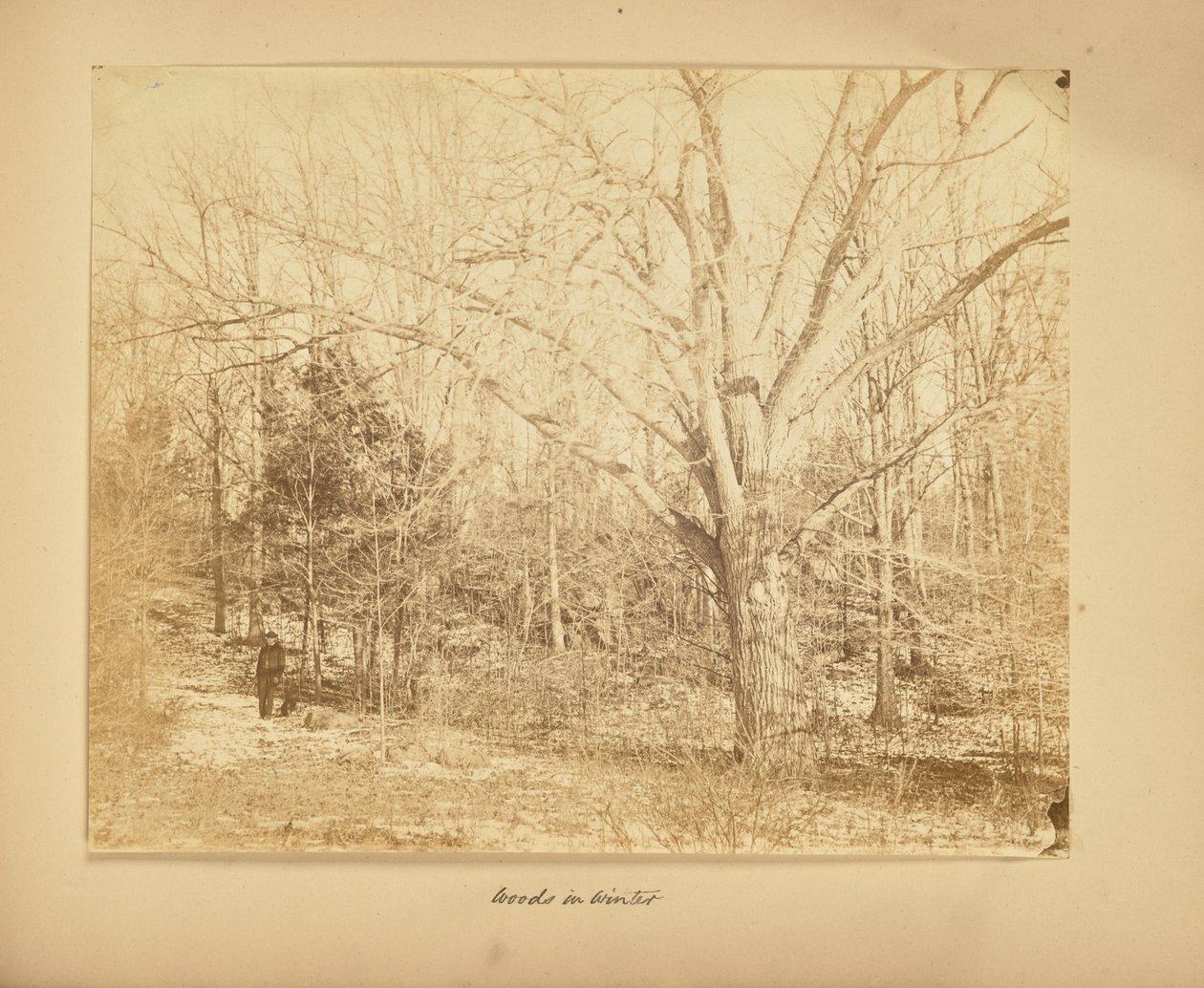 Wald im Winter von Thomas E. Jevons