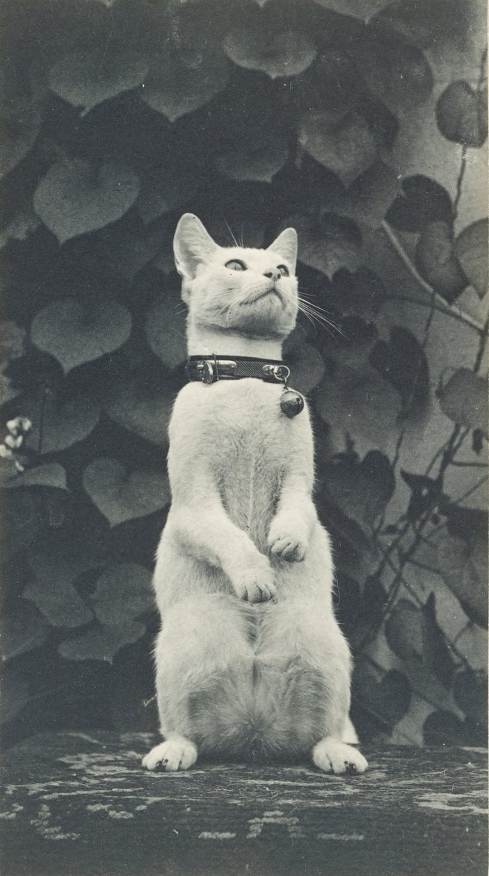 Katze im Hof von Eakins von Thomas Eakins
