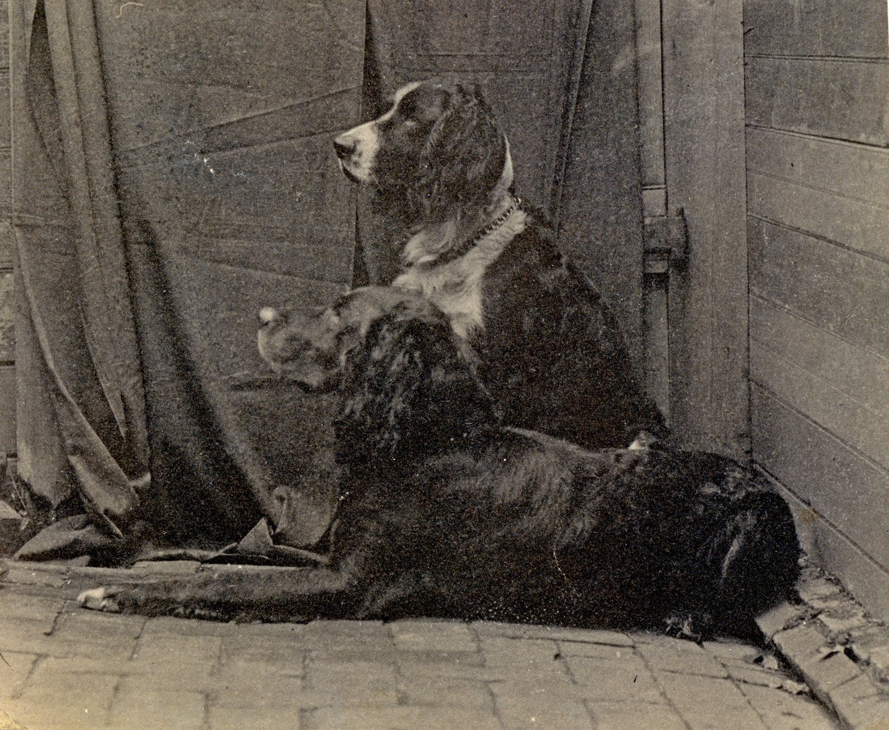 Thomas Eakins Hunde, 1884 von Thomas Eakins