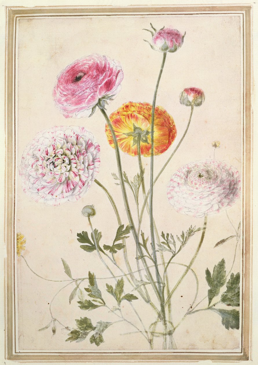 Blumenstudie, ca. 1760 von Thomas Robins