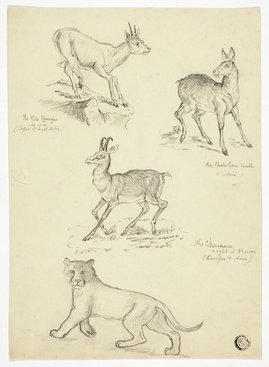 Gämse, Moschus, Klippspringer und Löwe von Thomas Uwins