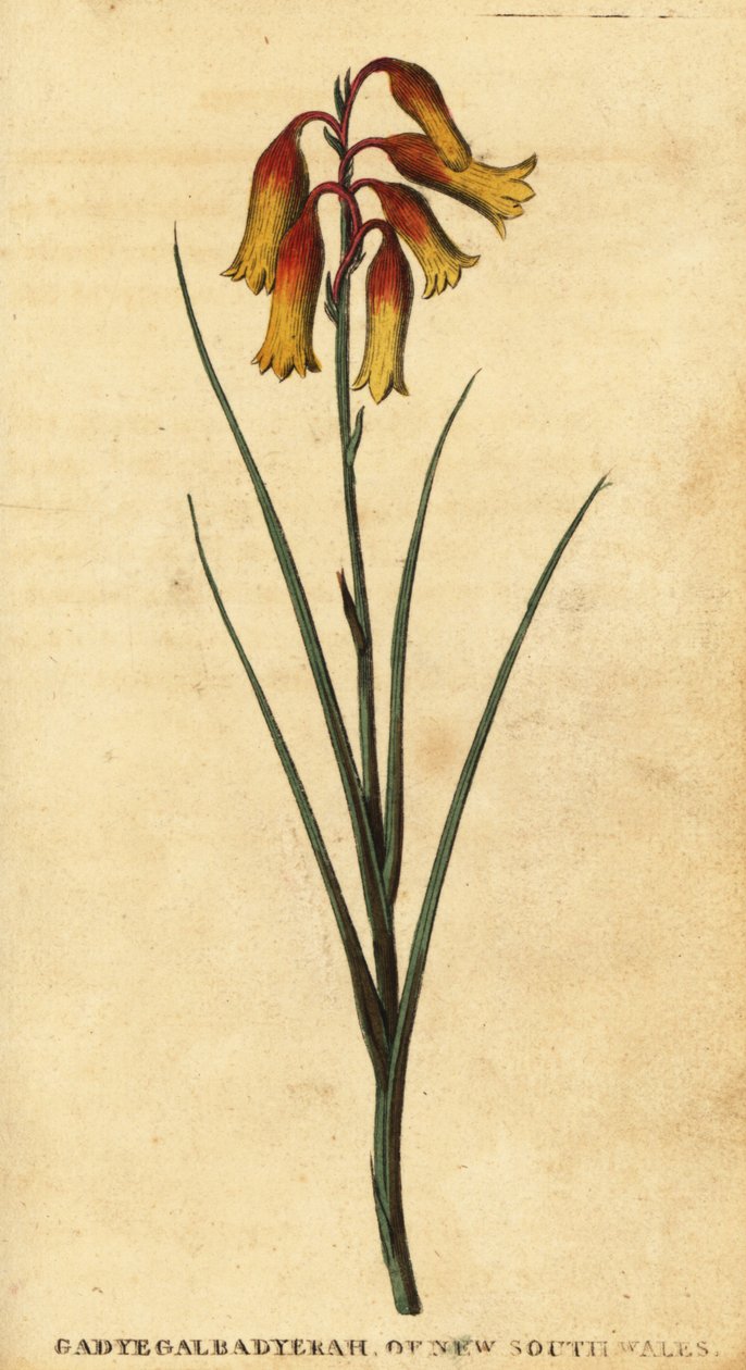 Weihnachtsglocken, Blandfordia nobilis, 1800 (Gravur) von Thomas Watling