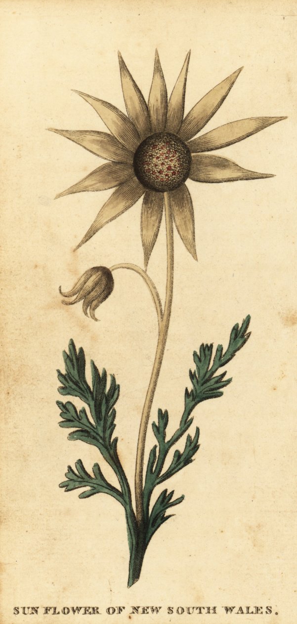 Flanellblume, Actinotus helianthi, 1800 (Gravur) von Thomas Watling