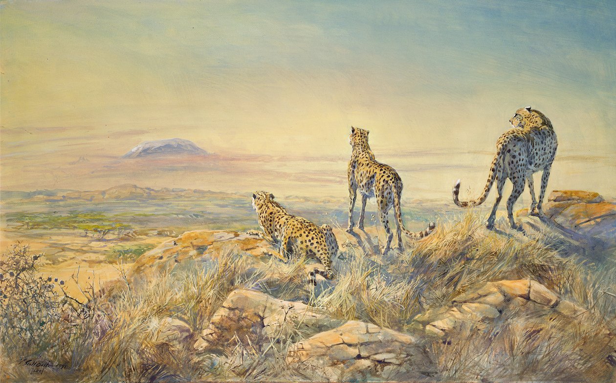 Gepard mit Kilimandscharo im Hintergrund, 1991 von Tim Scott Bolton