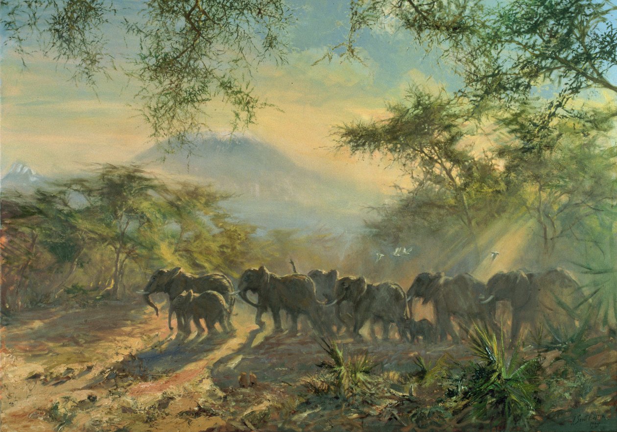 Elefant, Kilimandscharo, 1995 von Tim Scott Bolton