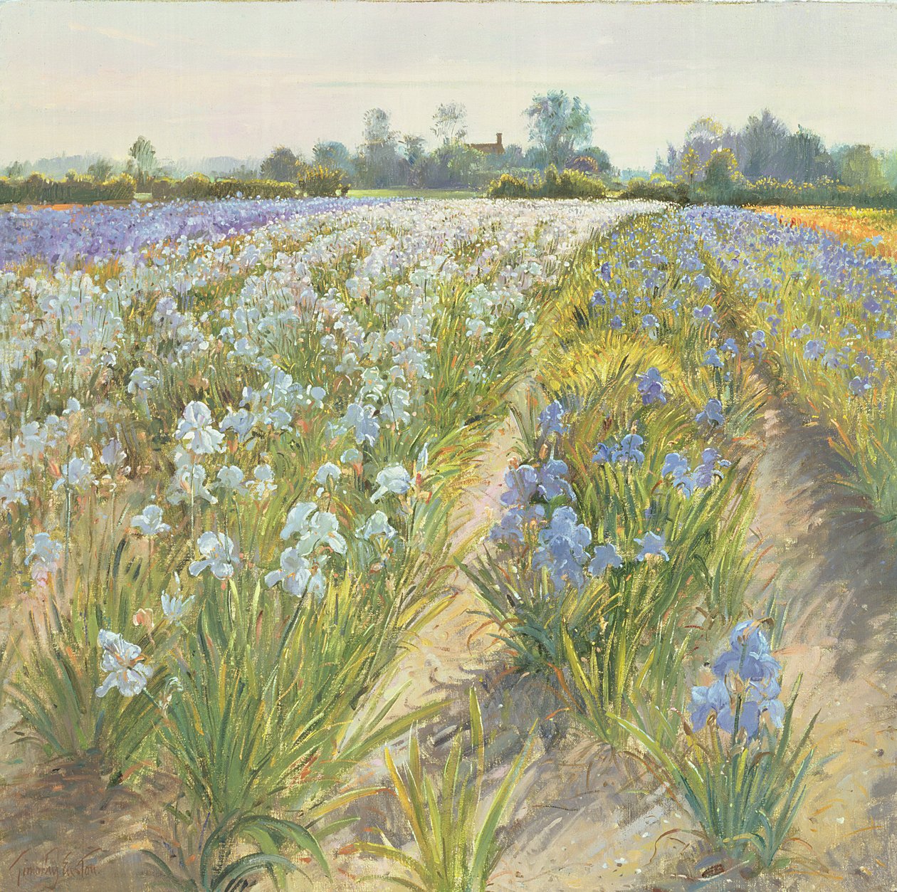 Blaue und weiße Schwertlilien, Wortham von Timothy Easton