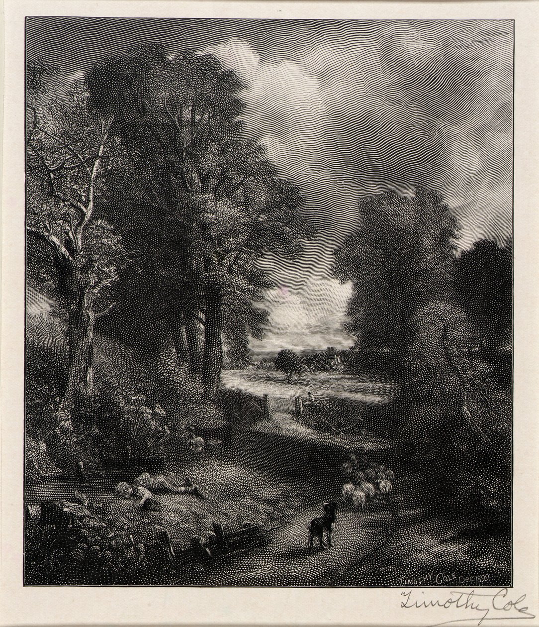 Kornfeld von Timothy Cole