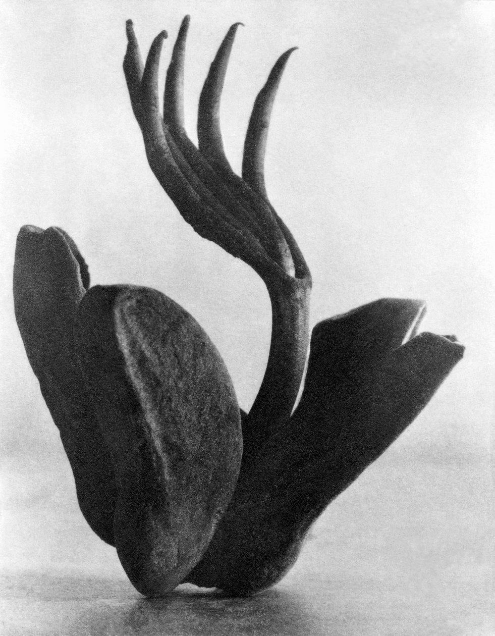 Flor de Manita, Mexiko-Stadt, 1925 von Tina Modotti