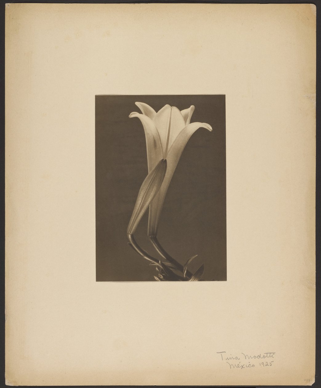 Nr. 1. von Tina Modotti