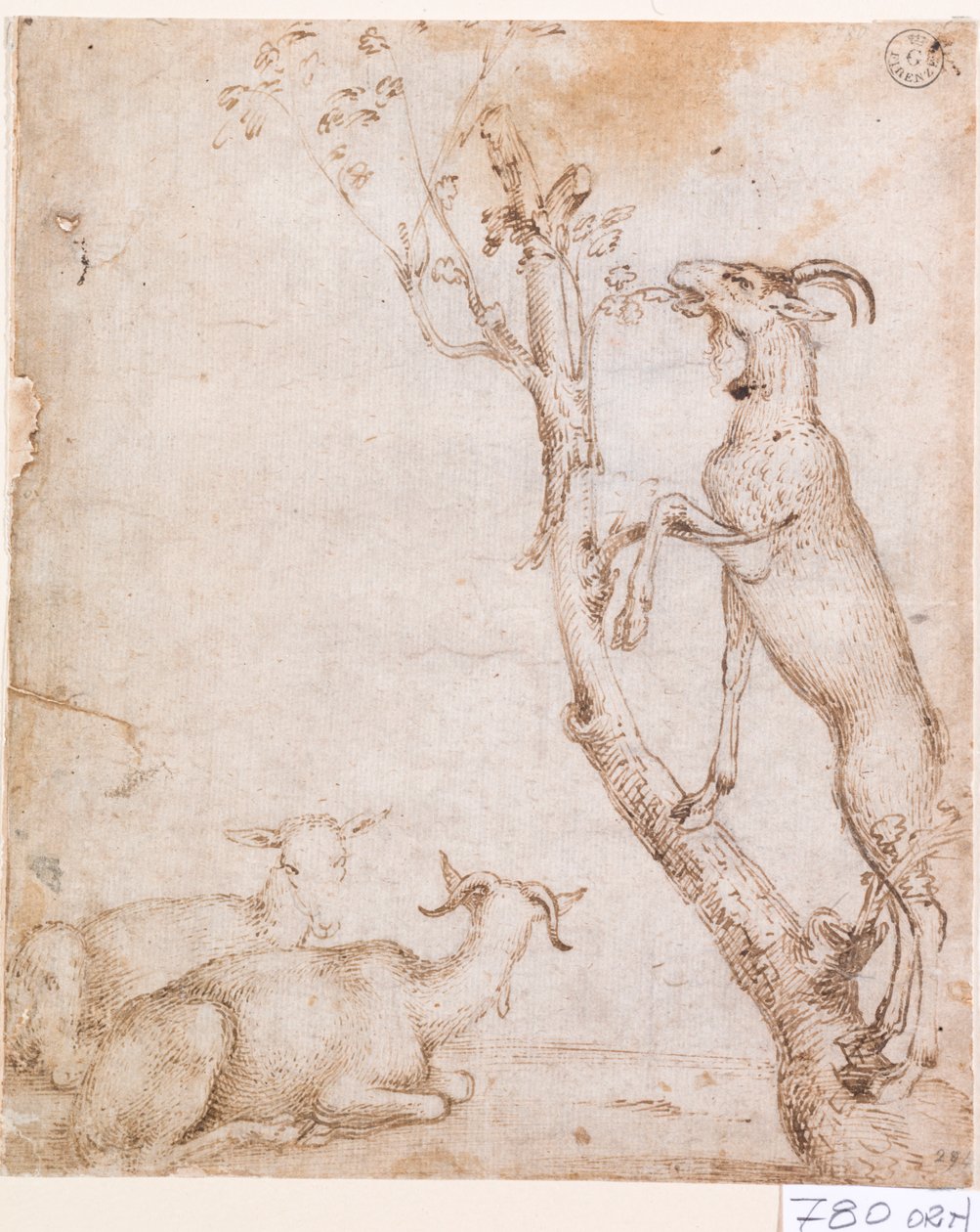 Ziegen auf der Weide von Titian (c.1488 1576)