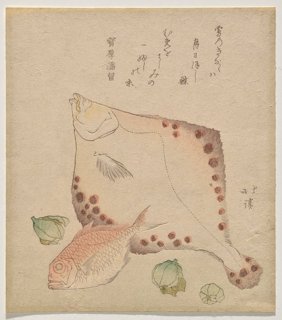 Flunder, Meerbrasse mit Fukujus? Knospen von Totoya Hokkei