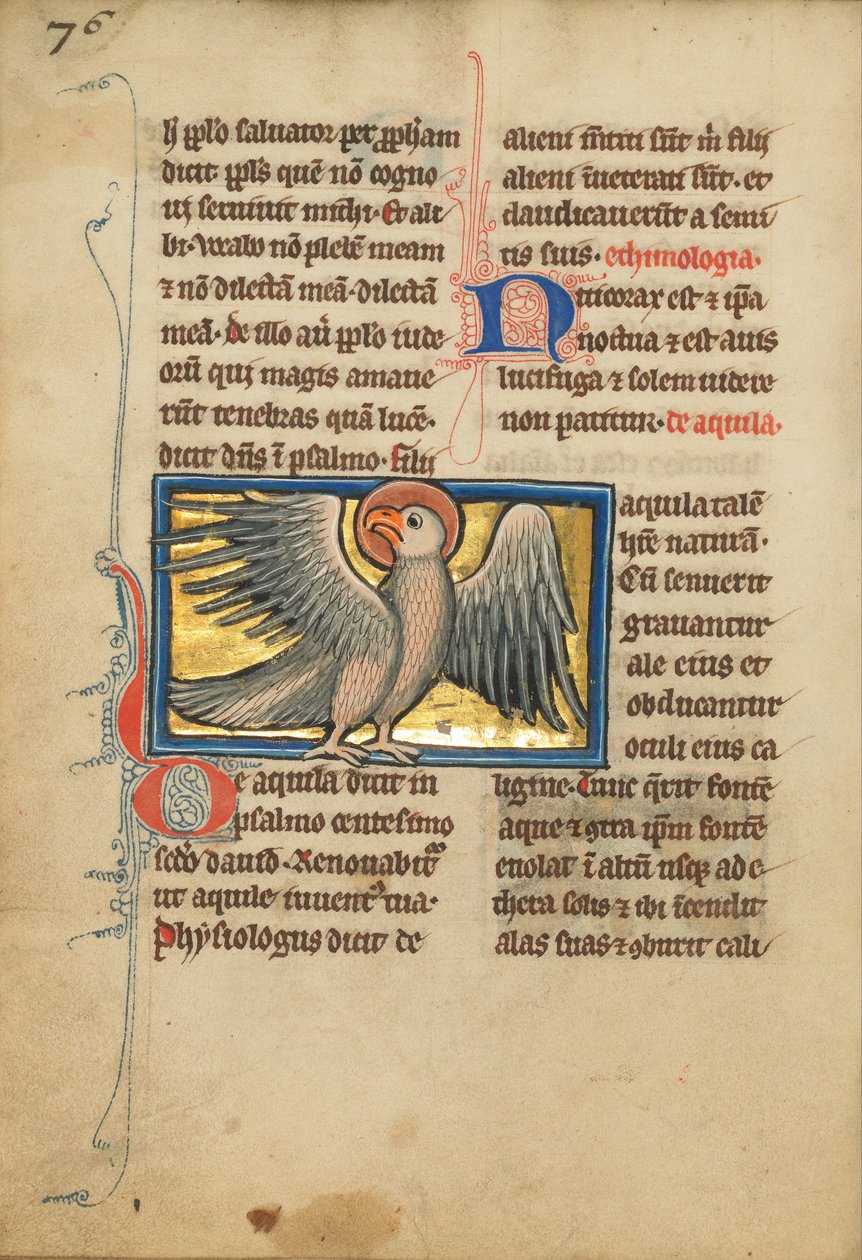Ein Adler von Unbekannt Unbekannt