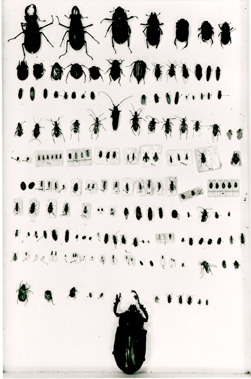Darwins Insektensammlung von Unbekannt Unbekannt