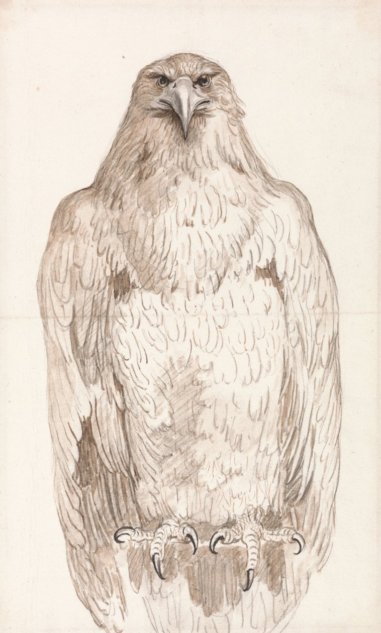 Adler auf einer Stange von Unbekannt Unbekannt