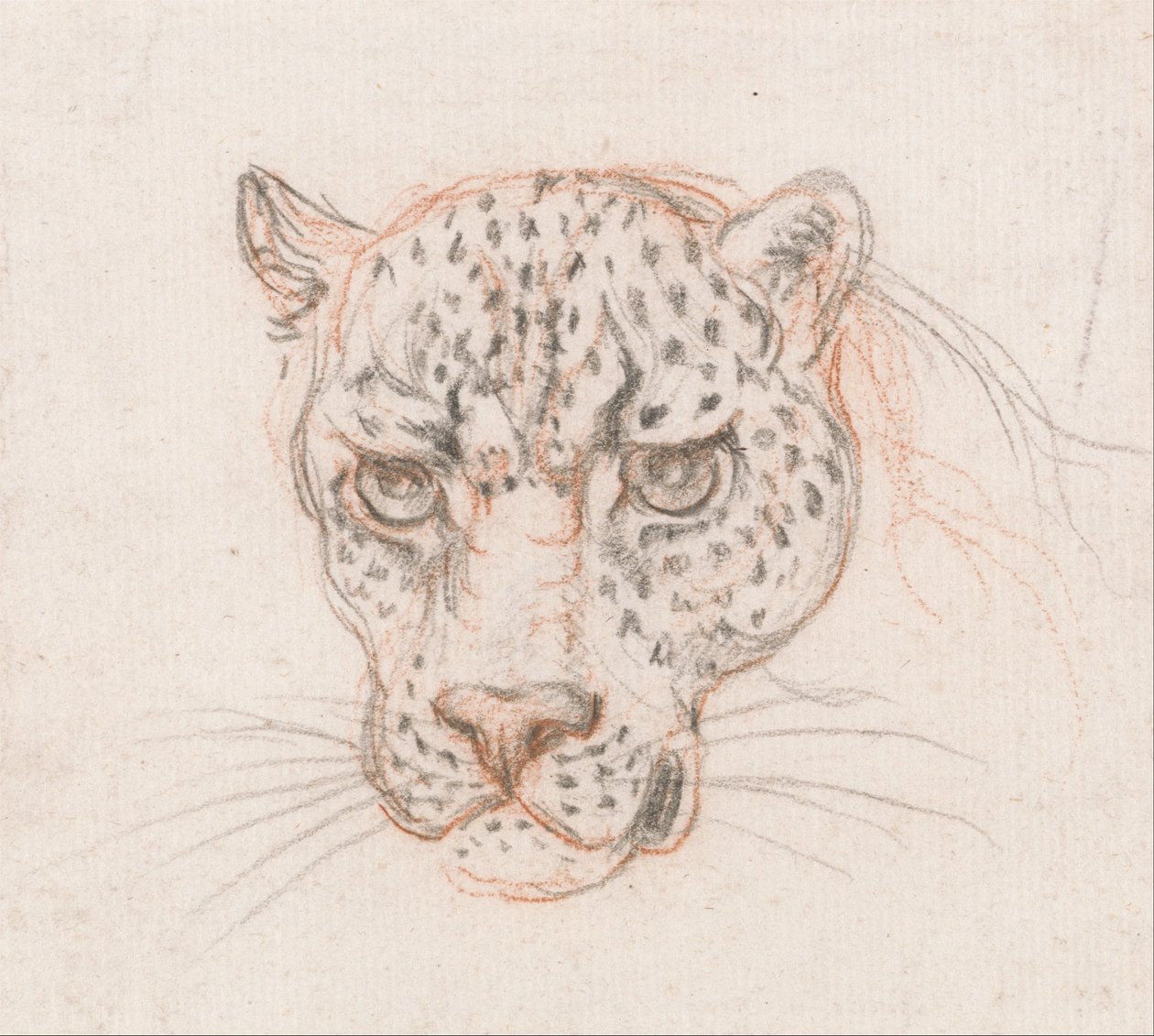 Kopf eines Leoparden von Unbekannt Unbekannt