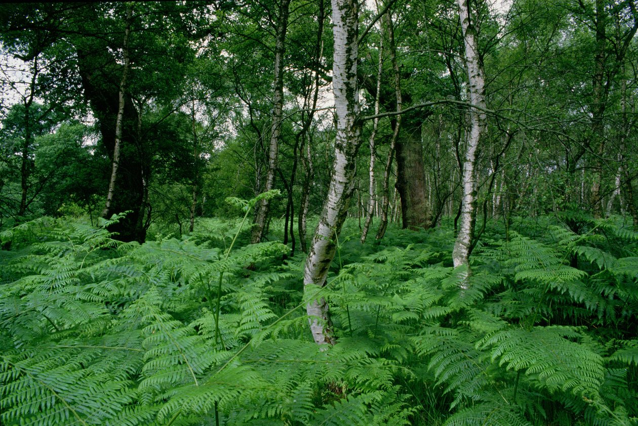 Silberbirken und Farne, Sherwood Forest von Unbekannt Unbekannt