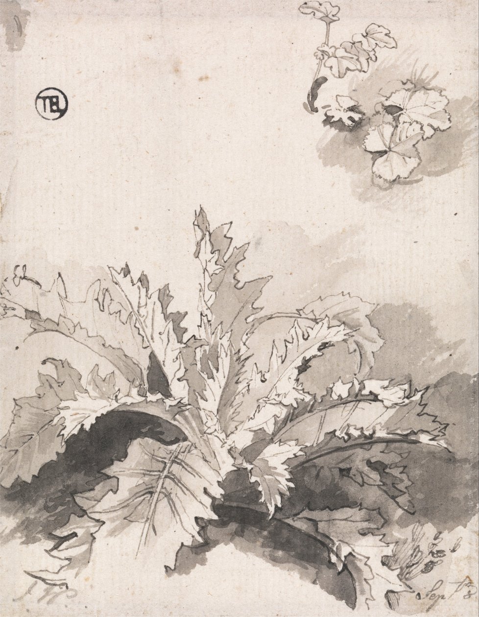 Studie einer Distel und anderer Pflanzen, 8. September von Unbekannt Unbekannt