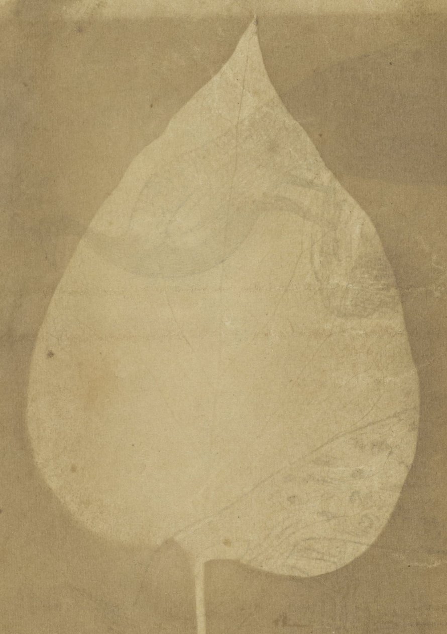 Einzelnes Blatt von Unbekannt Unbekannt