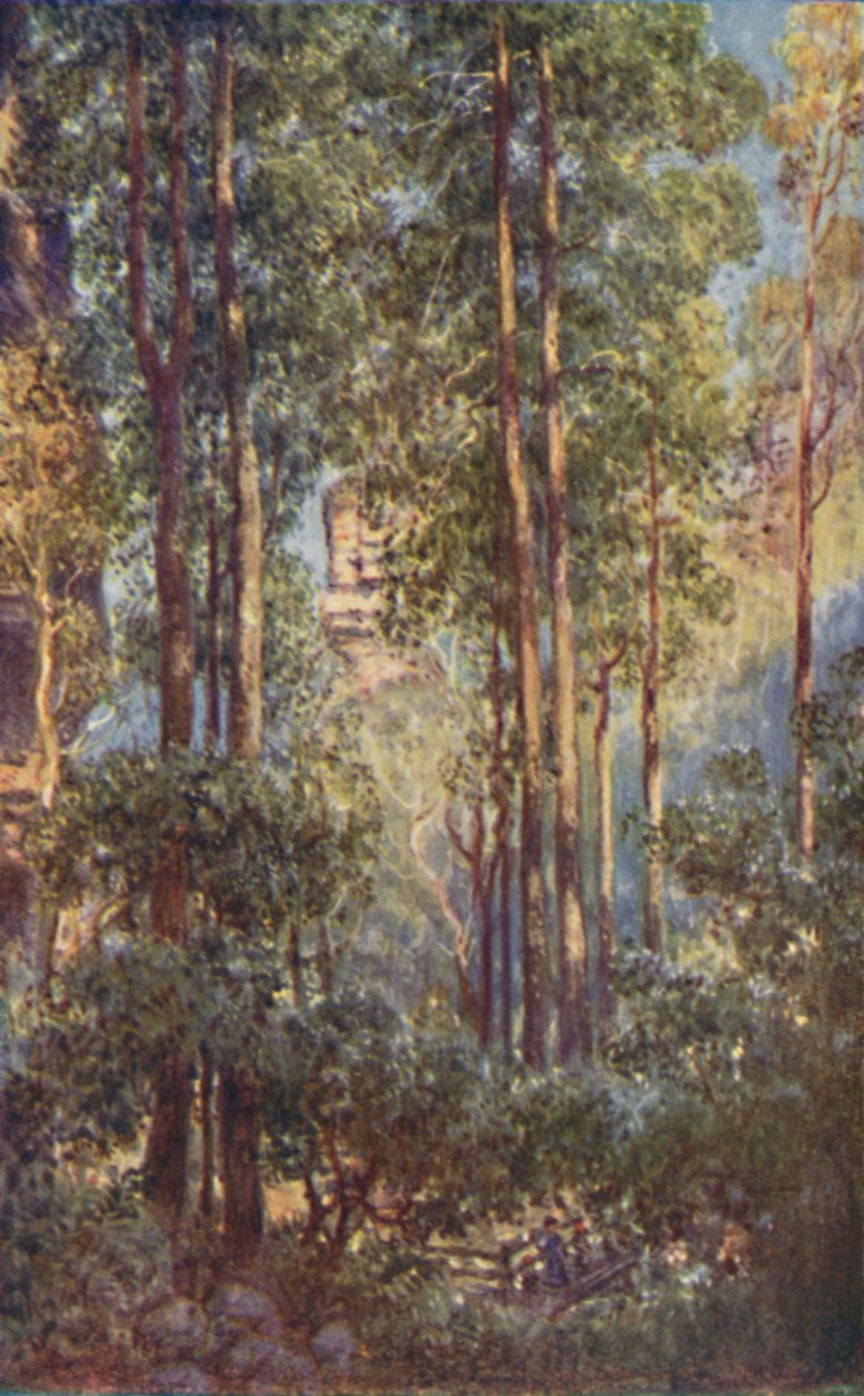 Ein Busch-Tal in New South Wales von Unbekannt