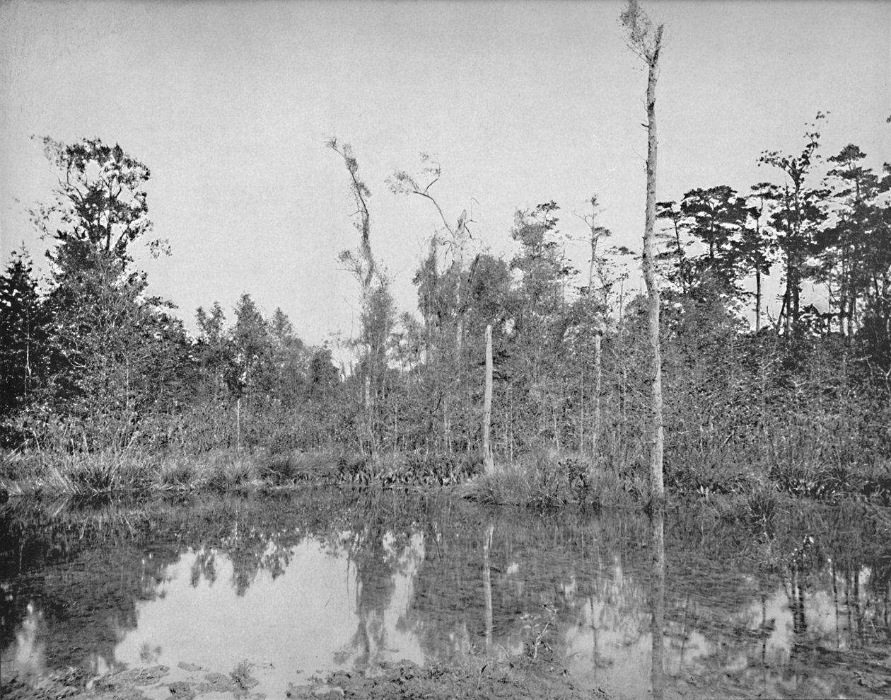 Ein Sumpf in Louisiana, um 1897 von Unbekannt