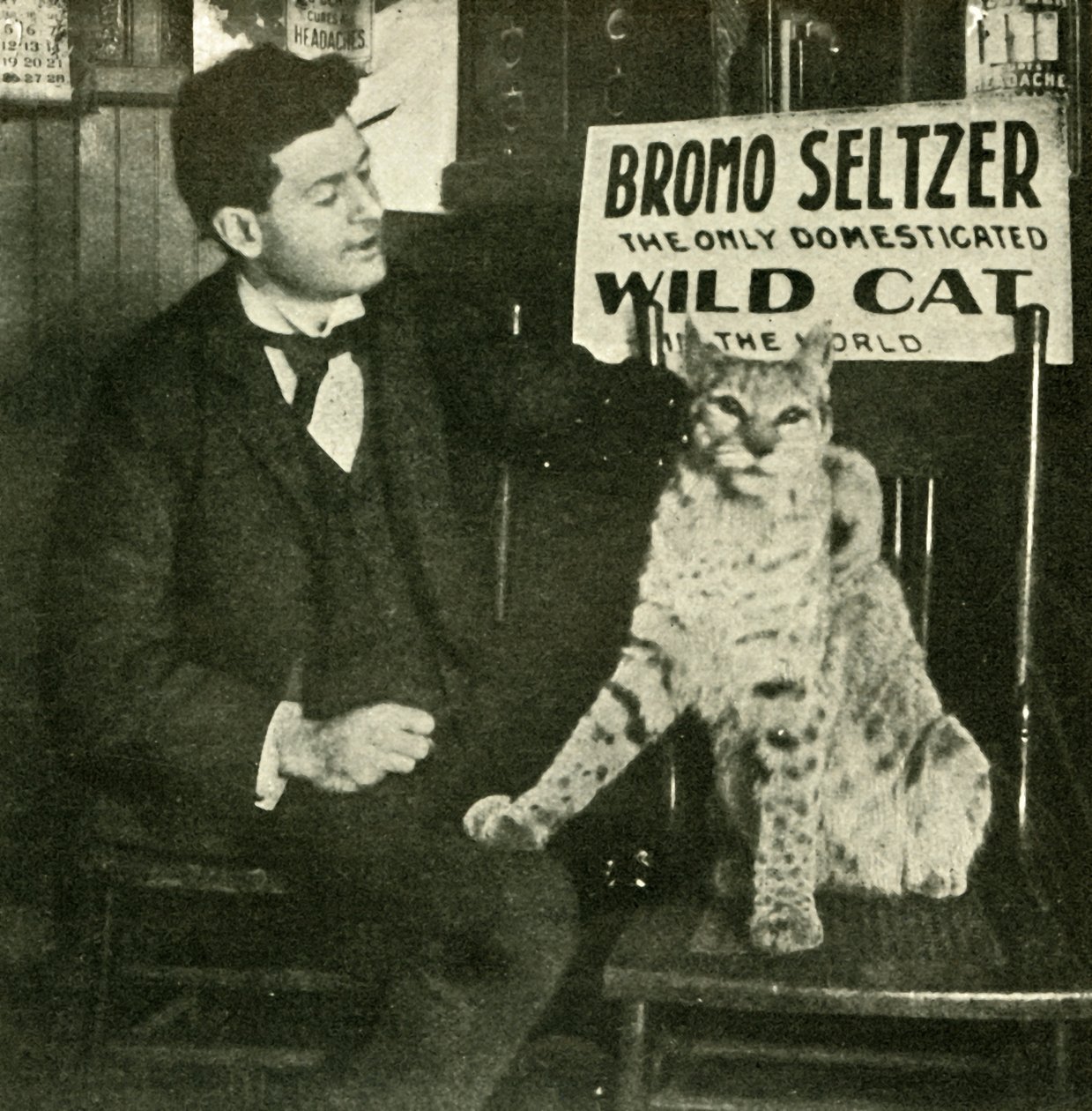 Ein zahmes Wildkatze von Unbekannt