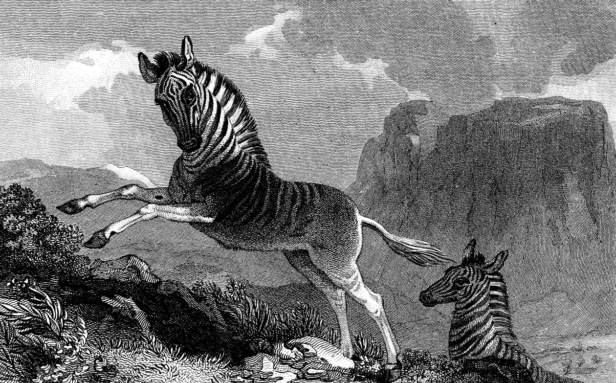 Ein Quagga, 1815 von Unbekannt
