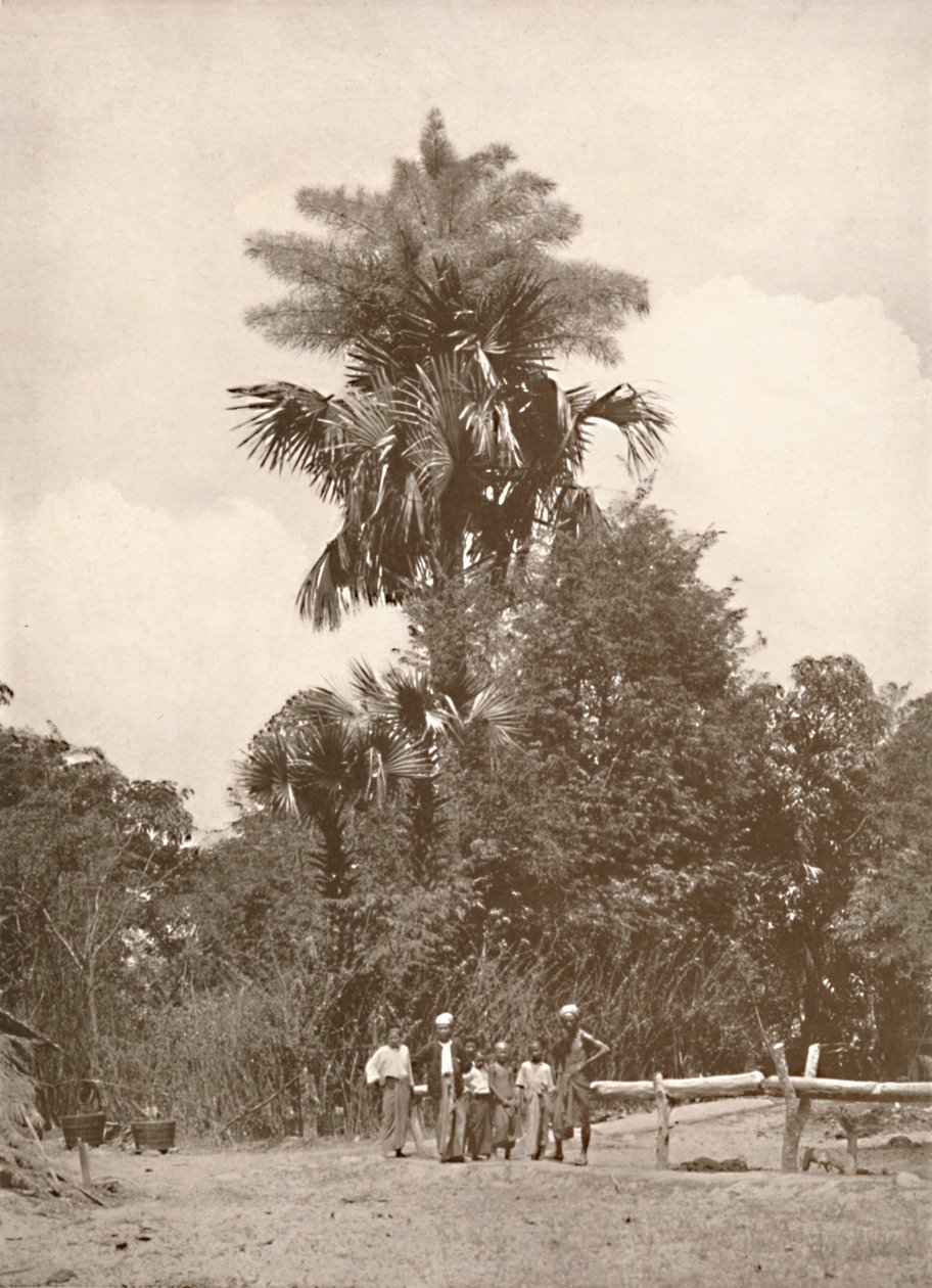 Eine Talipot-Palme in Blüte, 1900 von Unbekannt